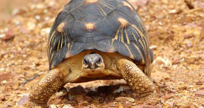 Houston Zoo's 90-year-old tortoise 'Mr. Pickles' is a first-time